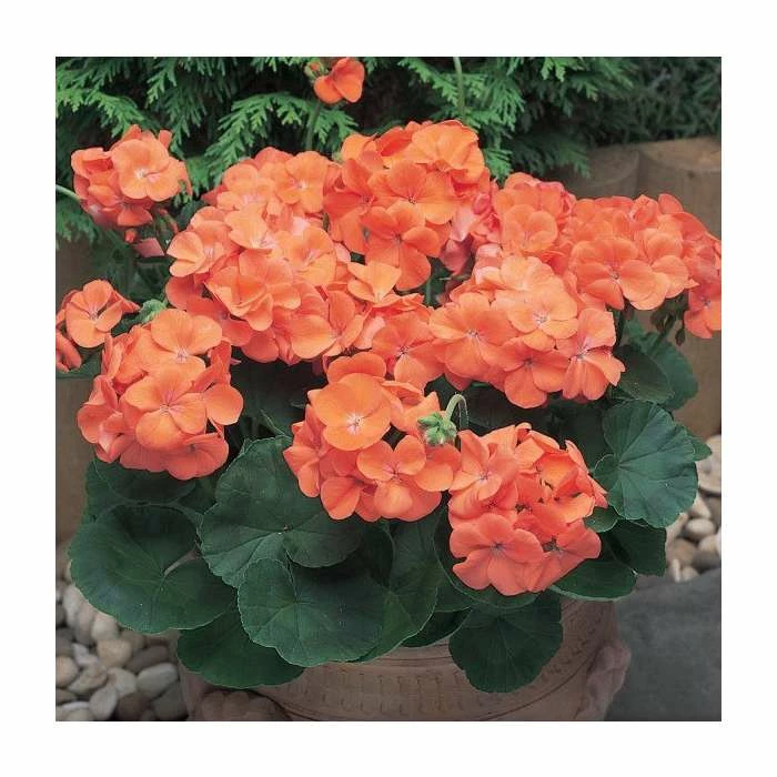 Geranium 'New Century Orange' | Pack of 5 Plug Plants 1 Geranium 'New Century Orange' | Pack of 5 Plug Plants