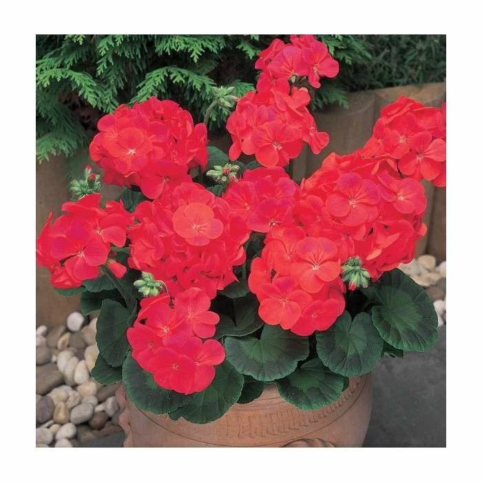 Geranium 'New Century Red' | Pack of 5 Plug Plants 1 Geranium 'New Century Red' | Pack of 5 Plug Plants