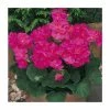 Geranium 'New Century Violet' | Pack of 5 Plug Plants