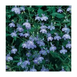 Lobelia 'richardii' | Bedding | 5 x Large Plugs