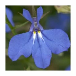Lobelia Waterfall 'Blue Improved' | Bedding | 5 x Large Plugs