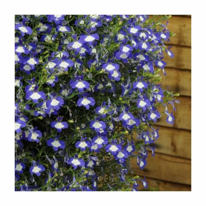 Lobelia Waterfall 'Blue Ice' | Bedding | 5 x Large Plugs 2 Lobelia Waterfall 'Blue Ice' | Bedding | 5 x Large Plugs - Image 2