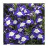 Lobelia Waterfall 'Blue Ice' | Bedding | 5 x Large Plugs