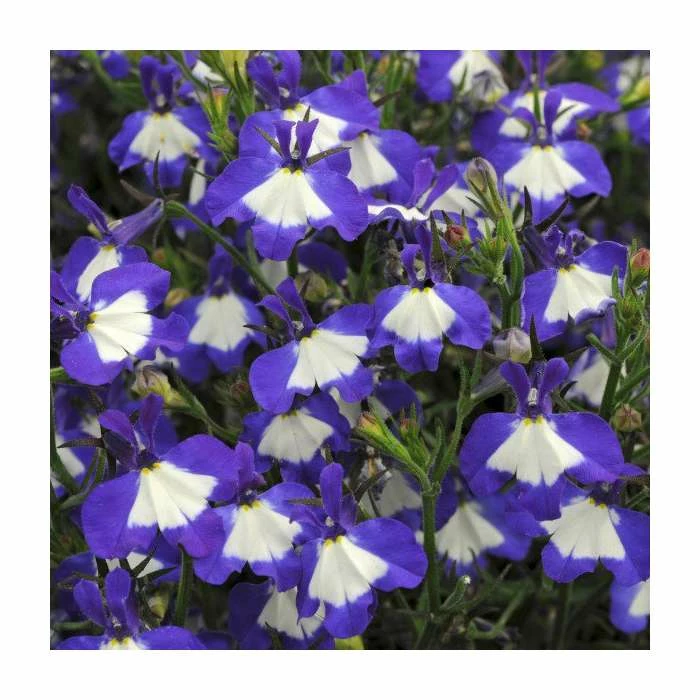 Lobelia Waterfall 'Blue Ice' | Bedding | 5 x Large Plugs 1 Lobelia Waterfall 'Blue Ice' | Bedding | 5 x Large Plugs