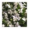 Lobelia Waterfall 'White Sparkle' | Bedding | 5 x Large Plugs