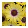 Osteospermum Serenity 'Blue Eyed Beauty' | Bedding | 5 x Large Plugs