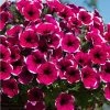 Petunia Cascadia™ 'Rim Cherry' | Bedding | 5 x Large Plugs