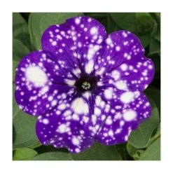 Petunia Sky 'Night Sky®' | Bedding | 5 x Large Plugs -August Plants Shop PL9102SPX5 add image 2 4dbe