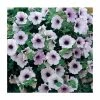 Petunia Surfinia® 'Blue Vein' | Bedding | 5 x Large Plugs