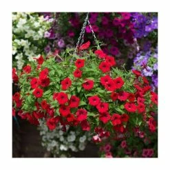 Petunia Surfinia® 'Deep Red' | Bedding | 5 x Large Plugs -August Plants Shop PL9109SPX5 add image 2 ed39