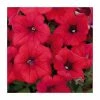 Petunia Surfinia® 'Deep Red' | Bedding | 5 x Large Plugs