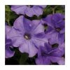 Petunia Surfinia® 'Heavenly Blue' | Bedding | 5 x Large Plugs