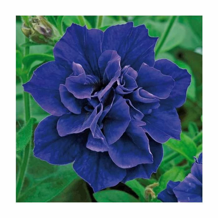 Petunia Tumbelina® 'Belinda' | Bedding | 5 x Large Plugs 1 Petunia Tumbelina® 'Belinda' | Bedding | 5 x Large Plugs