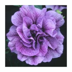 Petunia Tumbelina® 'Priscilla' | Bedding | 5 x Large Plugs