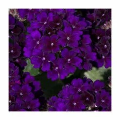 Verbena Showboat 'Midnight' | Bedding | 5 x Large Plugs