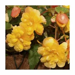 Begonia Illumination® 'Apricot Shades' | Perennials | Pack of 5 Large Premium Plug Plants -August Plants Shop PL9139PPX5 add image 1 2f90