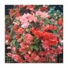 Begonia Illumination® 'Salmon Pink' | Perennials | Pack of 5 Large Premium Plug Plants