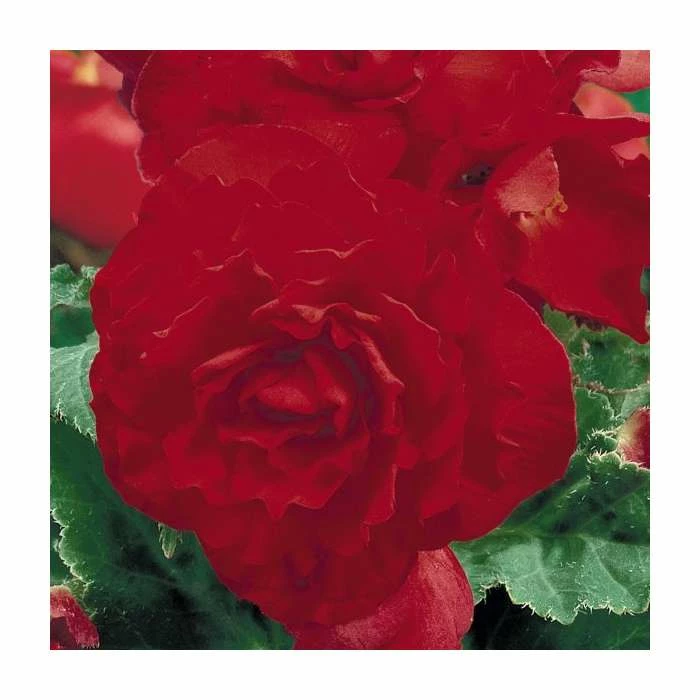 Begonia 'Nonstop Red'| Perennials | Pack of 5 Large Premium Plug Plants 1 Begonia 'Nonstop Red'| Perennials | Pack of 5 Large Premium Plug Plants