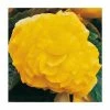 Begonia 'Nonstop Yellow' | Perennials | Pack of 5 Large Premium Plug Plants