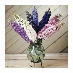 Delphinium elatum Magic Fountains 'Cherry Blossum with White Bee' | Perennial | 5 x Large Plugs -August Plants Shop PL9199PPX5 add image 2 a46d