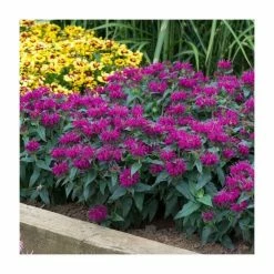 Monarda Balmy 'Purple' | Pack of 5 Plug Plants 6 Monarda Balmy 'Purple' | Pack of 5 Plug Plants -August Plants Shop PL9211PPX5 add image 2 a6a5