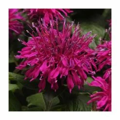 Monarda Balmy 'Purple' | Pack of 5 Plug Plants