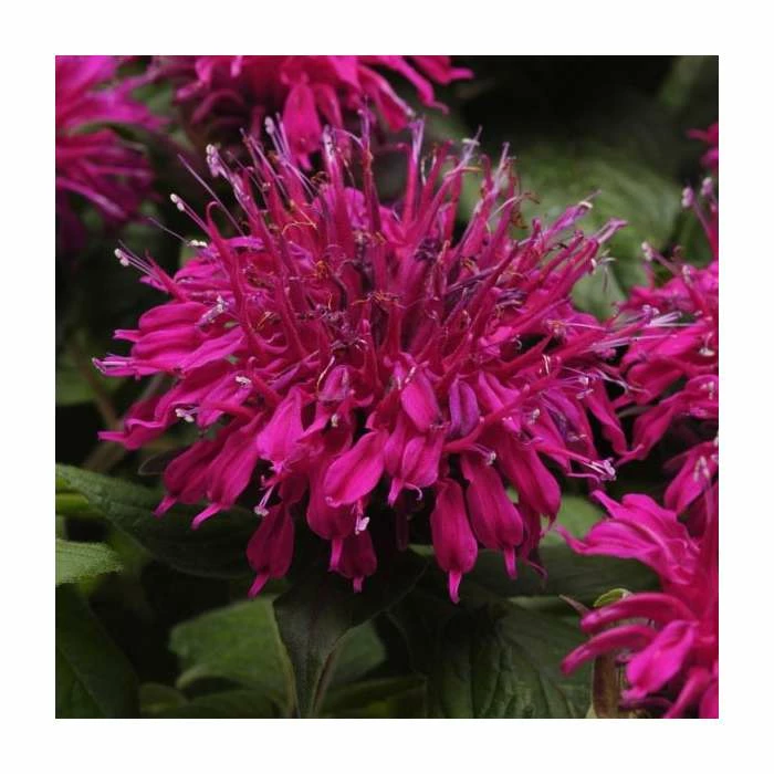 Monarda Balmy 'Purple' | Pack of 5 Plug Plants 1 Monarda Balmy 'Purple' | Pack of 5 Plug Plants