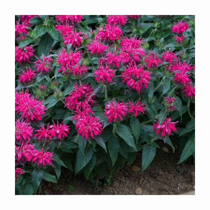 Monarda Balmy 'Rose' | Pack of 5 Plug Plants 3 Monarda Balmy 'Rose' | Pack of 5 Plug Plants - Image 3