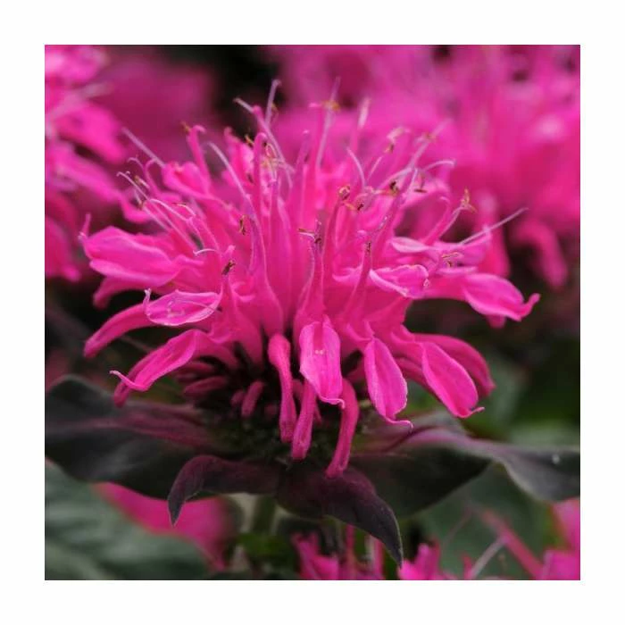 Monarda Balmy 'Rose' | Pack of 5 Plug Plants 1 Monarda Balmy 'Rose' | Pack of 5 Plug Plants