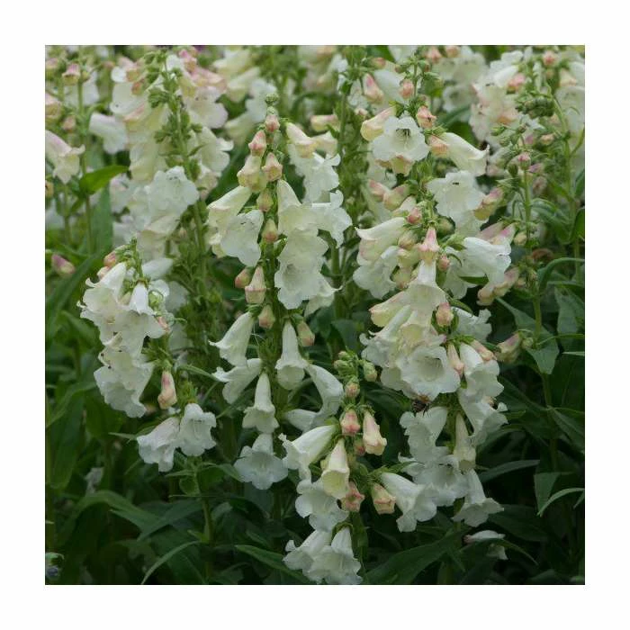 Penstemon Arabesque 'Appleblossom' | Perennial | 5 x Large Plugs 2 Penstemon Arabesque 'Appleblossom' | Perennial | 5 x Large Plugs - Image 2