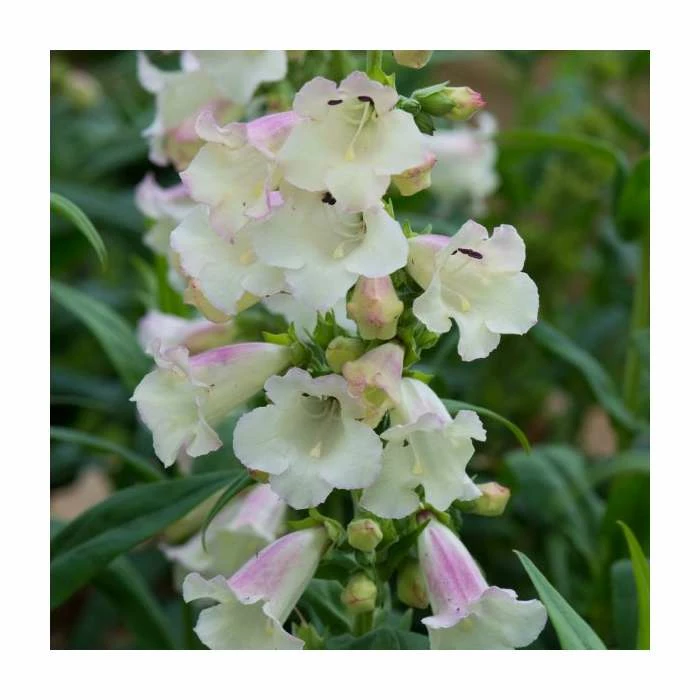 Penstemon Arabesque 'Appleblossom' | Perennial | 5 x Large Plugs 1 Penstemon Arabesque 'Appleblossom' | Perennial | 5 x Large Plugs