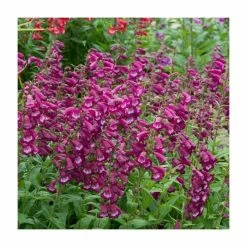 Penstemon Arabesque 'Violet' | Perennial | 5 x Large Plugs -August Plants Shop PL9219PPX5 add image 2 e59f