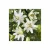 2-3ft White Passion Flower | 3L Pot | Passiflora 'Snow Queen'