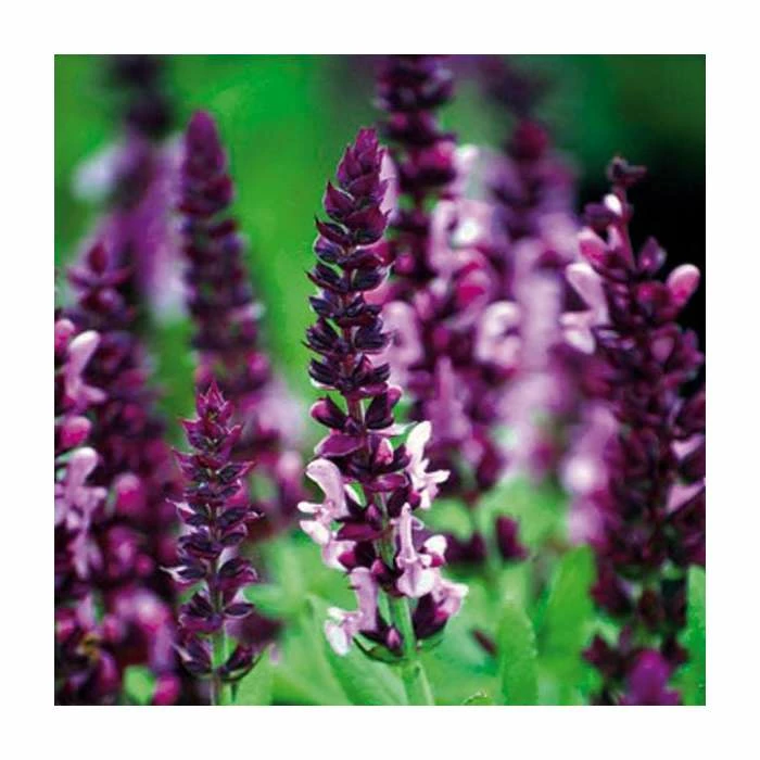 Salvia nemorosa 'Sensation Rose' | Pack of 5 Plug Plants 1 Salvia nemorosa 'Sensation Rose' | Pack of 5 Plug Plants