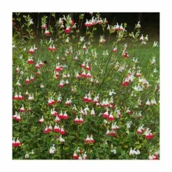 Salvia 'Hot Lips' | Perennial | 5 x Large Plugs -August Plants Shop PL9228PPX5 add image 2 aec4