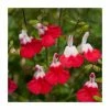Salvia 'Hot Lips' | Perennial | 5 x Large Plugs