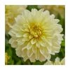 Dahlia Gallery 'Lemon' | 3L Pot