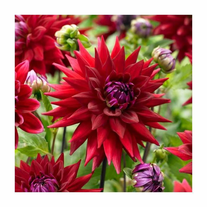 Dahlia 'Wittemans Best' | 3L Pot 1 Dahlia 'Wittemans Best' | 3L Pot