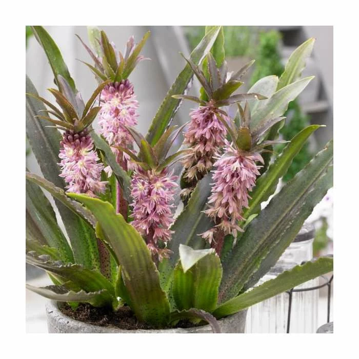 Eucomis 'Aloha Nani' | Dwarf Pineapple Lily | 3L Pot 1 Eucomis 'Aloha Nani' | Dwarf Pineapple Lily | 3L Pot