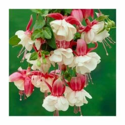 Fuchsia 'Alice Hoffman' | 3L Pot