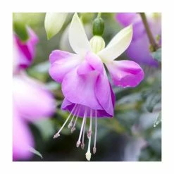 Fuchsia 'Delta Sarah' | 3L Pot