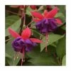 Fuchsia 'Dollar Princess' | 3L Pot