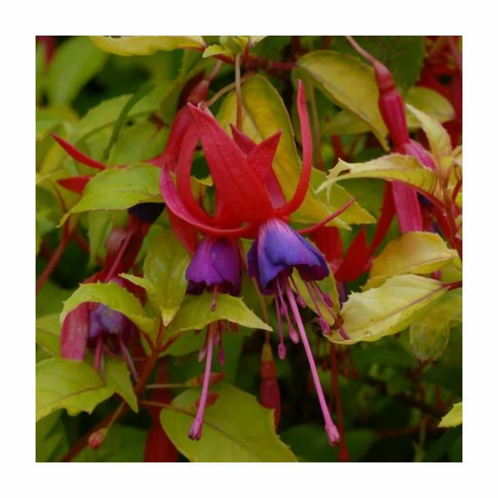 Fuchsia 'Genii' | 3L Pot 1 Fuchsia 'Genii' | 3L Pot