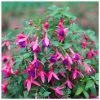 Fuchsia 'Tom Thumb' | 3L Pots