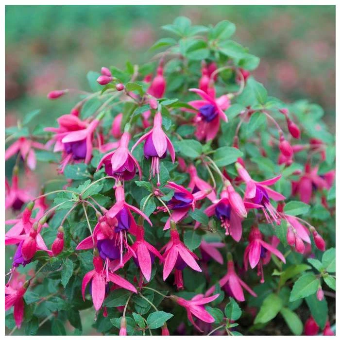 Fuchsia 'Tom Thumb' | 3L Pots 1 Fuchsia 'Tom Thumb' | 3L Pots