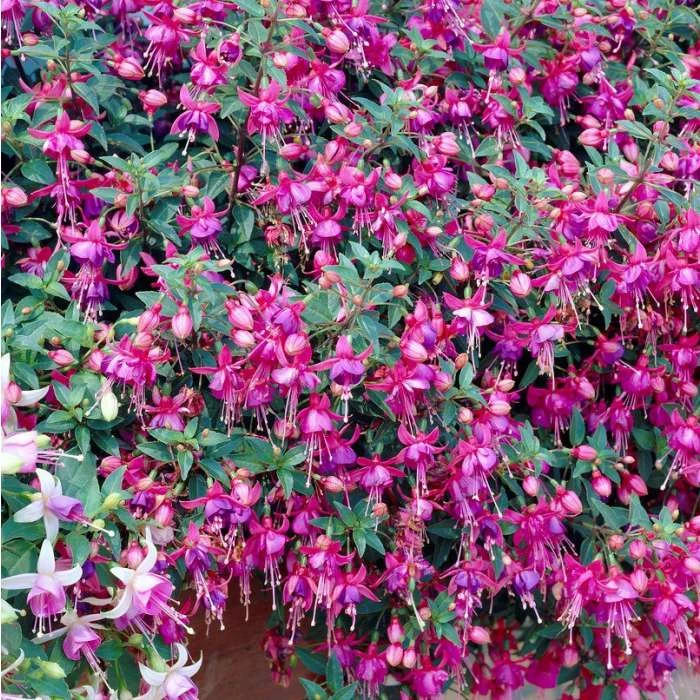 Fuchsia 'Tom Thumb' | 3L Pots 2 Fuchsia 'Tom Thumb' | 3L Pots - Image 2