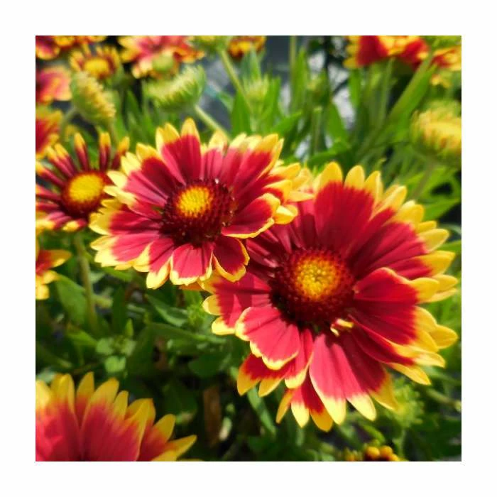 Gaillardia 'Sunset Cutie' | 3L Pot 1 Gaillardia 'Sunset Cutie' | 3L Pot