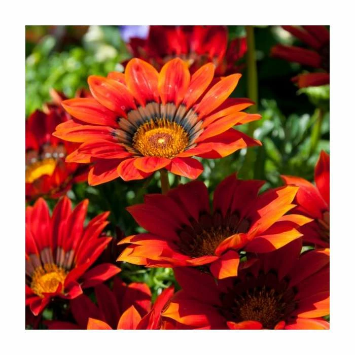 Gazania 'Big Kiss Red' | 2L Pot 1 Gazania 'Big Kiss Red' | 2L Pot