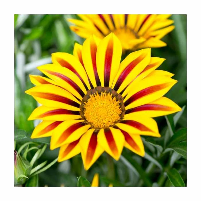 Gazania 'Big Kiss Yellow Flame' | 2L Pot 1 Gazania 'Big Kiss Yellow Flame' | 2L Pot