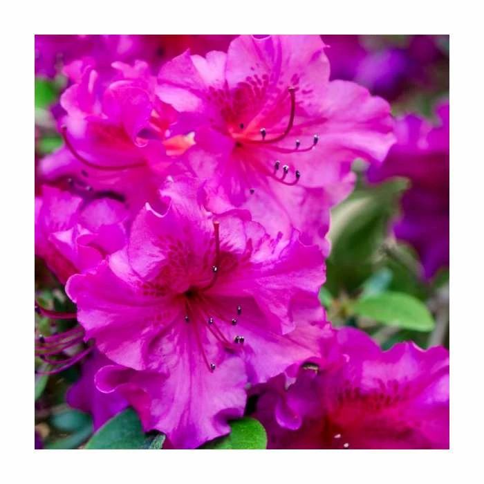 10 - 15cm Rhododendron (Evergreen Azalea) 'Purple' | 9cm Pot 1 10 - 15cm Rhododendron (Evergreen Azalea) 'Purple' | 9cm Pot